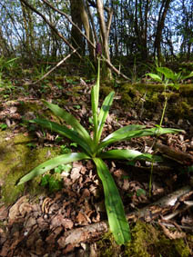 Orchis purpurea